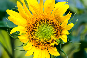 Obraz premium Sunflowers in the garden