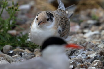 tern