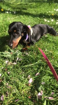 Minature dachshund in summer