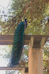 Image of a male peacock on a perch so that all of its feathers are visible