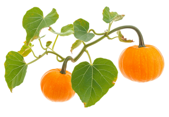 A branch of pumpkin with leaves on transparent background