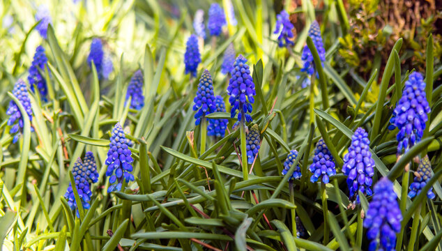 purple flowers in the grass