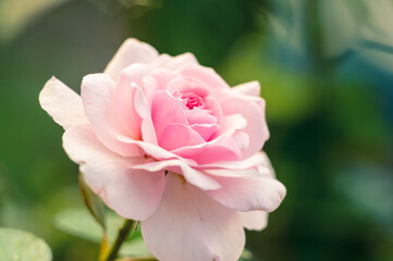 pink rose flower