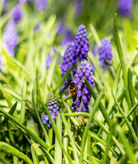 close up colorful hyacinth flowers 