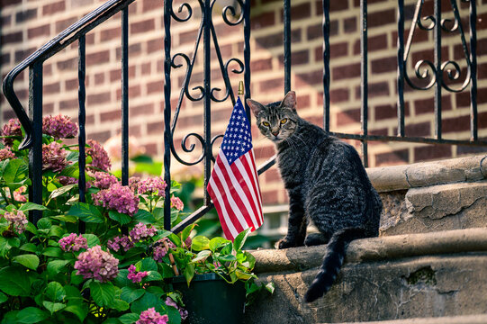 cat with USA flag