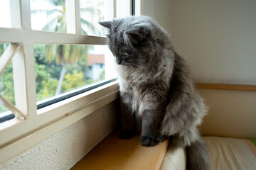 A black British Longhair Cat looking out a window hoping to catch unsuspecting birds