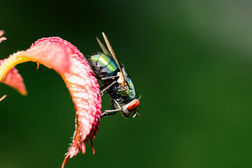 fly on leaf