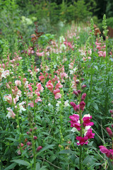 Bed of Snapdragon plants, Derbyshire England
