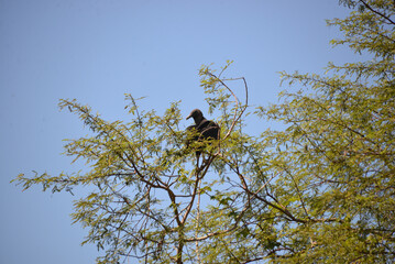 Vulture resting and sunbathing on the top of the trees and observing the caatinga