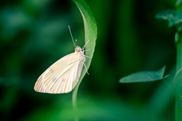 butterfly on leaf