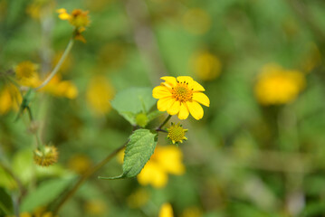 Mini Sunflower (Butter Daisy flower of a thousand stars) with the scientific name Melampodium Divaricatum