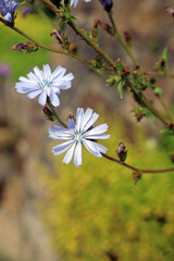 Closeup of Chicory flowers, Derbyshire England
