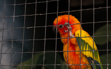 Yellow and orange parrot in a cage at public park, In the zoo of the city.