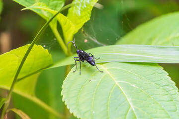 緑の葉の上にたたずむ黒い蜂