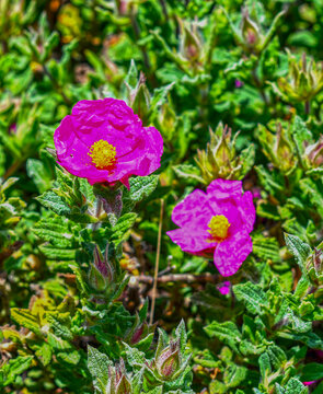 Zistrosen (Cistus)