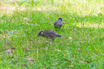 草むらの中のムクドリ