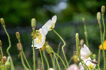 終わりかけの白いポピー