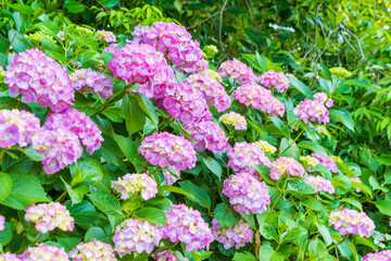 美しい紫陽花畑