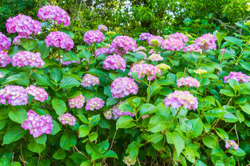 美しい紫陽花の畑