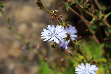 Macro image of a Chicory flower, Derbyshire England
