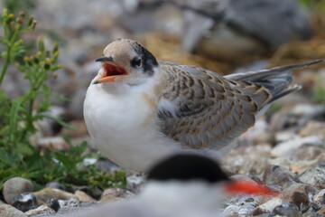 common tern detail