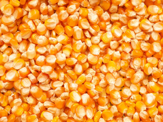 Dried corn kernels. A collection of corn kernels that are being dried in the sun before consumption.