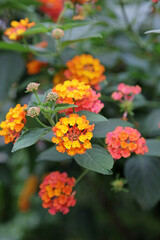 Macro image of Yellow Sage flowers, Derbyshire England
