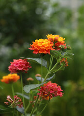 Side view of Yellow Sage flowers, Derbyshire England
