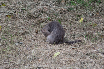 Grey stray cat, Balti, Republic of Moldova, 2021-06-26