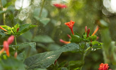 Nature Retreat in Rural Summer