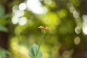 Nature Retreat in Rural Summer