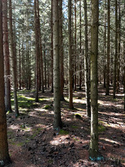 In a coniferous forest in the summer. A beautiful natural forest