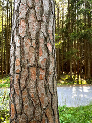 Pine trunk tree in foreground and nature forest woods in background. Concept of nature and life. High tree natural. Scenic forest. Spring season.