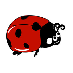 ladybug on white background