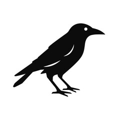 Obraz premium bird vector graphic, eagle, hawk, duck, seagull, owl, crow, raven, birdie, sparrow, black and white, colourful graphic