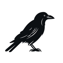 Fototapeta premium bird vector graphic, eagle, hawk, duck, seagull, owl, crow, raven, birdie, sparrow, black and white, colourful graphic