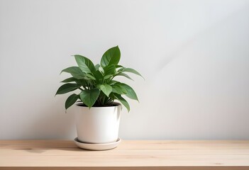 A small potted plant with green leaves on a wooden surface against a white wall.