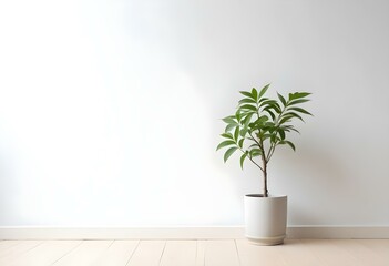 Fototapeta premium A small potted plant with green leaves on a wooden surface against a white wall.