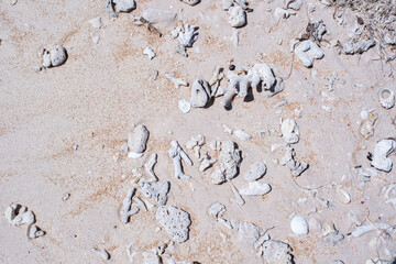 砂浜に落ちているサンゴのカケラ