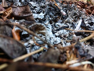 Background of dry leaves on the floor of a burning tropical forest. Bushfire.