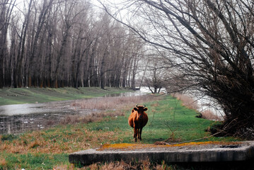Naklejka premium cow. the cow is looking at the lens. grazing 