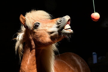 Ponyzirkus. Süßes Shetlandpony versucht in einen aufgehängten Apel zu beißen