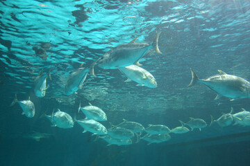 Caranx fishs of sea bass swimming together in groups, photographed from below.