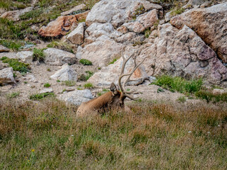RMNP ELK