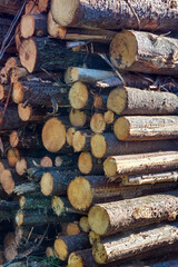 A pile of tree fellings in wood preparation for timber processing. Logs ready for transport and storage in forestry logistics.