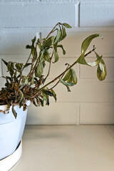 A dead and dried plant in the office. Withered foliage and brown leaves indicate poor plant care and atmosphere.