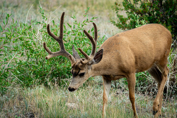 Mule Deer RMNP