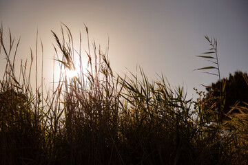 Silhouette of reeds against the setting sun in a field copy space
