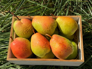  Pears fresh delicious sweet fruits.