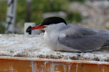 common tern detail
